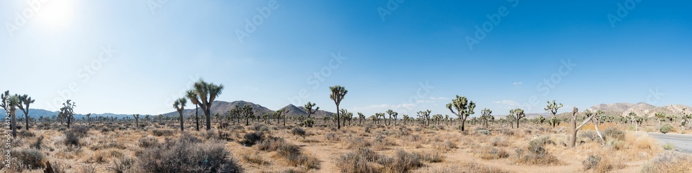 Panoramic shot of a field of cacti with the blue sky on the horizon