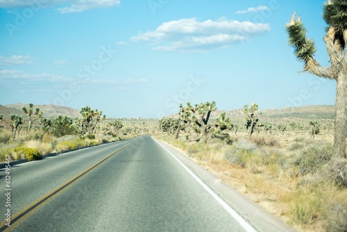 Straight asphalt road beautiful huge cacti on both sides © Burgie/Wirestock Creators