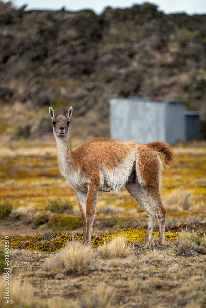 Fototapeta premium Guanaco de la Patagonia 