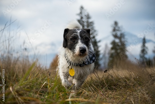 Jack Russel terrier dog in the field