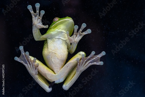 White Lipped Green Tree frog