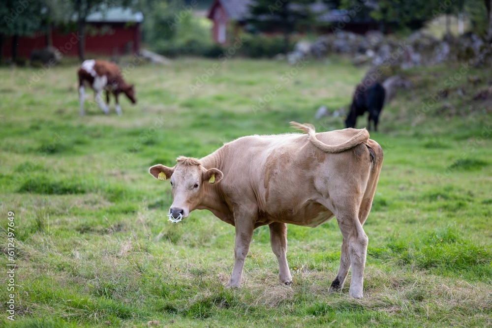 Closeup of a Glan cattle with ear tags and a nose ring captured grazing in a pasture
