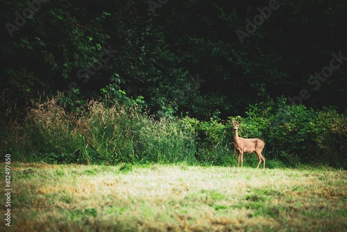 Small adorable roe deer captured standing in front of a forest with green vegetation