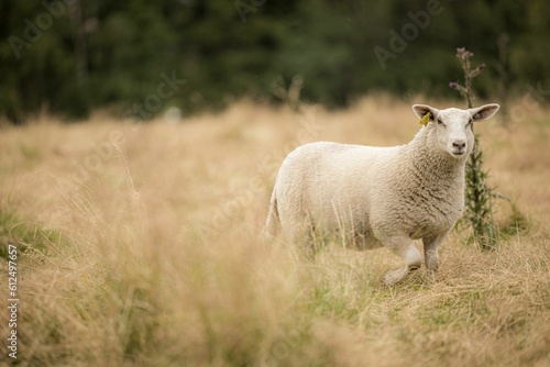 Fluffy Welsh Mountain sheep with an ear tag captured in a pasture