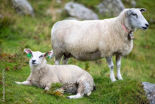 Closeup of two wooly Lleyn sheep with a ring bell and ear tags resting in green pasture