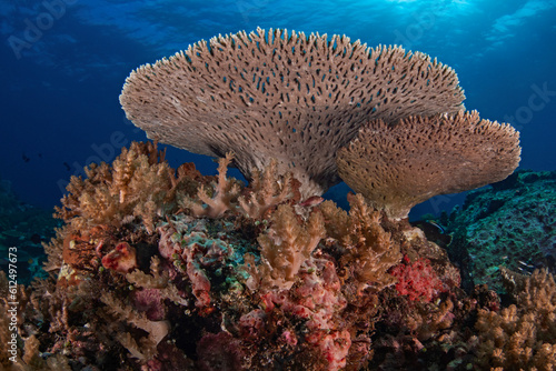 Staghorn Coral and others, Geweihkoralle und andere Korallen