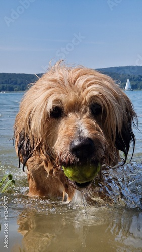 Hund mit ball im Wasser Sommer