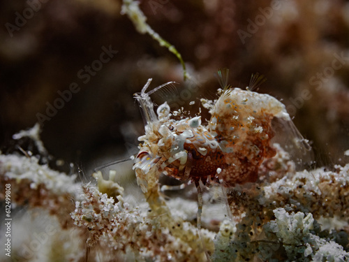 Simple Tiger Shrimp, Einfache Hummelgarnele (Phyllognathia simplex) photo