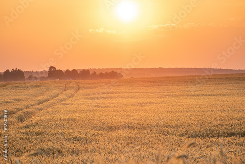 Beautiful natural landscape of golden rye field with a soft focus and blurred background in the evening light. Bright colorful pastoral image.