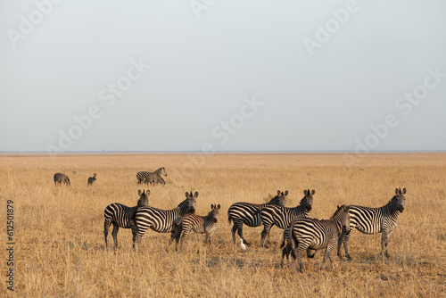 zebras in the savannah