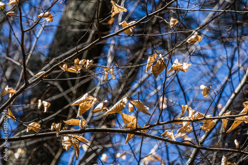 Dried leaves on a tree in the winter in Southern Ontario, Canada