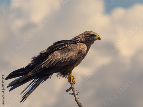 games and flights of a black kite in search of food
