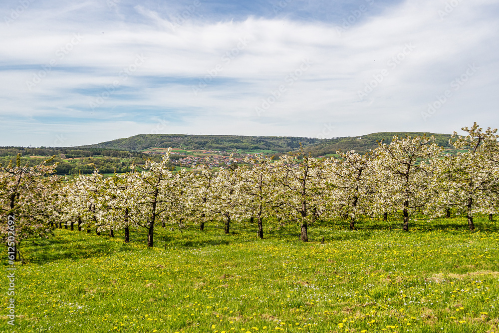 Cherry blossoms on the hills around Kirchehrenbach, Germany in Franconian Switzerland