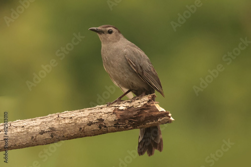 Catbirds on branch eating orange section, flapping and lifting wings, scrapping on branch