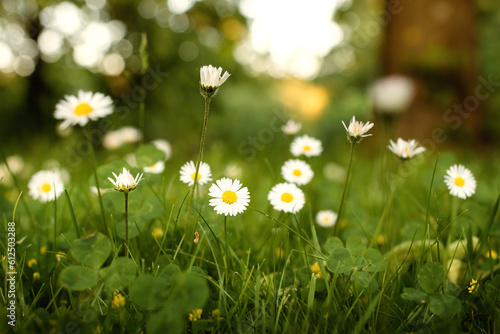 Wiese mit Gänseblümchen.