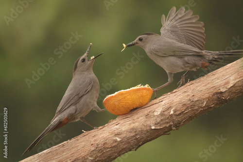 Catbirds on branch eating orange section, flapping and lifting wings, scrapping on branch