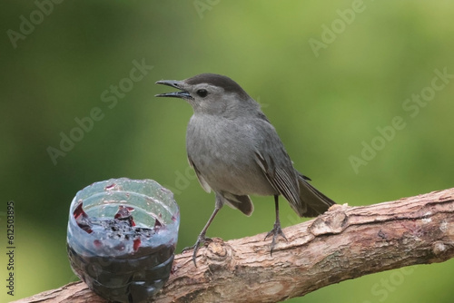 Catbirds on branch eating orange section, flapping and lifting wings, scrapping on branch photo