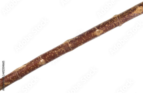 old birch stick isolated on white background