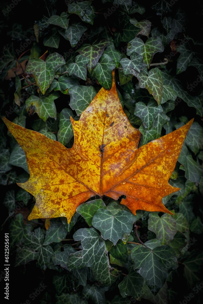 Top view of a yellow autumn leaf on green ivy leaves on the ground Top view of a yellow autumn leaf on green ivy leaves on the ground