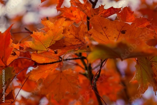 Closeup of yellow maple leaves growing on a tree branch in autumn