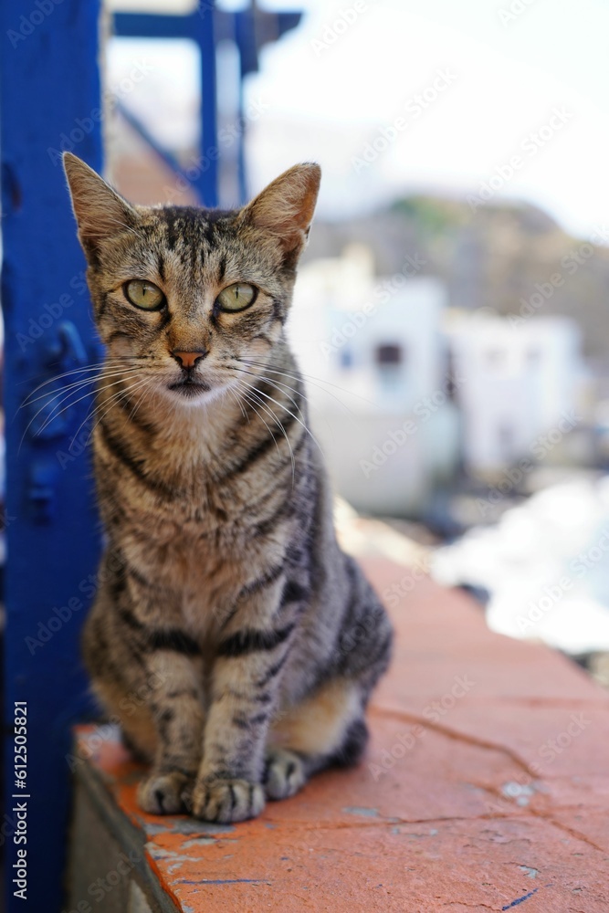 Obraz premium Cat with brown and black fur sitting on wall with white buildings in background