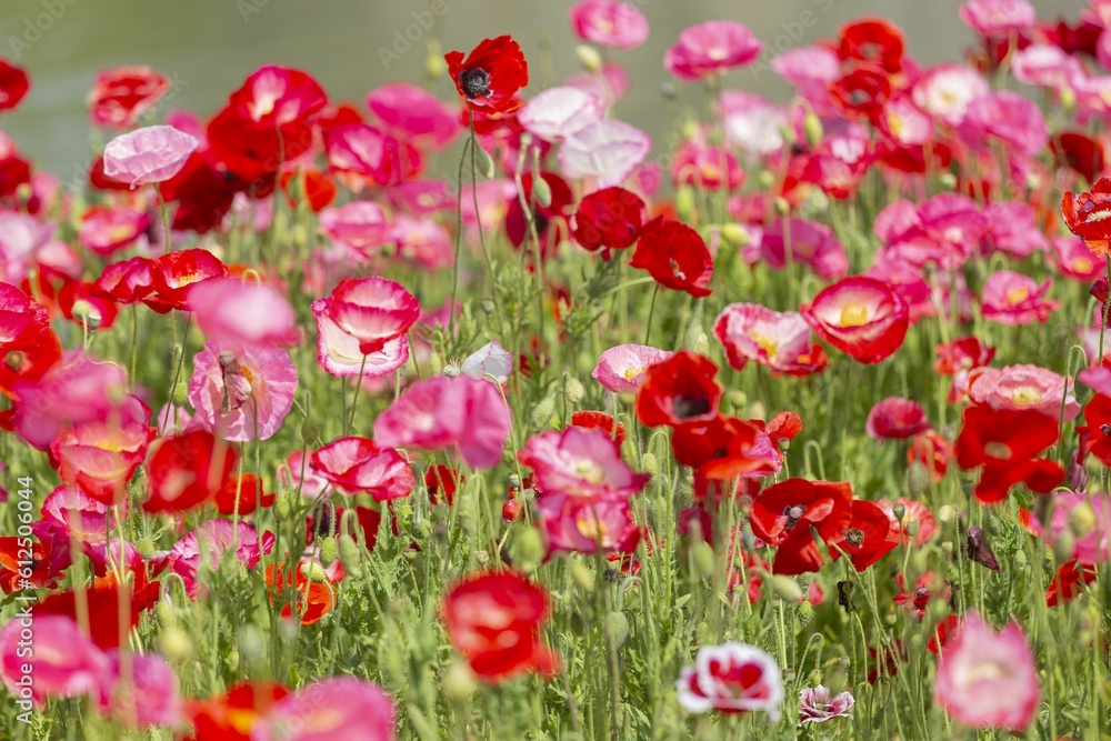 Beautiful shot of a field full of flowers in Qingxi Country Park in China Beautiful shot of a field full of flowers in Qingxi Country Park in China