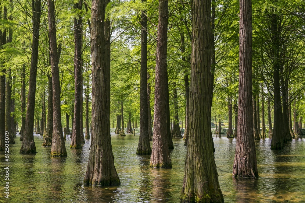 Beautiful shot of some trees in Qingxi Country Park, China Beautiful shot of some trees in Qingxi Country Park, China