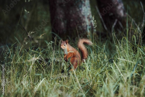 Red squirrel on the grass © Lukasz Pietrzak/Wirestock Creators