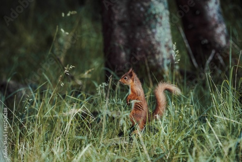 Red squirrel on the grass © Lukasz Pietrzak/Wirestock Creators
