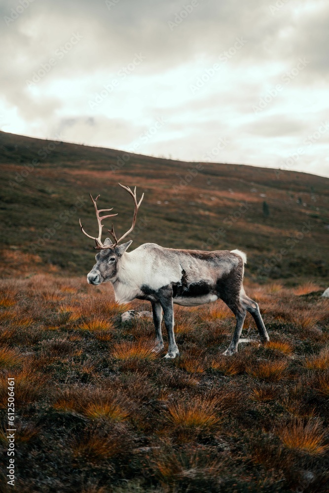 Vertical shot of a mountain reindeer (Rangifer tarandus tarandus) standing on the mountain slope Vertical shot of a mountain reindeer (Rangifer tarandus tarandus) standing on the mountain slope