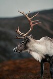 Vertical closeup shot of a Eurasian Tundra Reindeer with beautiful antlers in detail