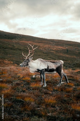 Vertical shot of a mountain reindeer (Rangifer tarandus tarandus) standing on the mountain slope