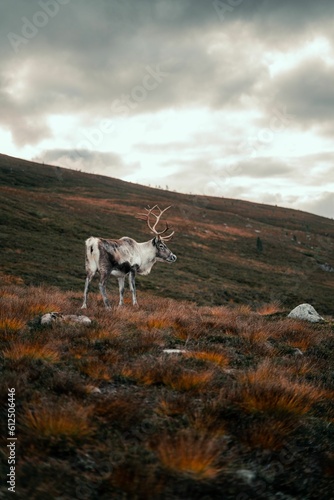 Vertical shot of a mountain reindeer (Rangifer tarandus tarandus) standing on the mountain slope