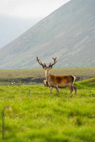 Vertical shot of a red deer in the field