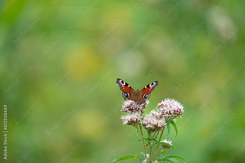 Peacock butterfly perching on a holy rope flowering plant in the garden with blur green background Peacock butterfly perching on a holy rope flowering plant in the garden with blur green background