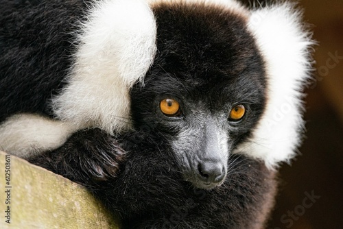 Portrait of black and white ruffed lemur (Varecia variegata) photo