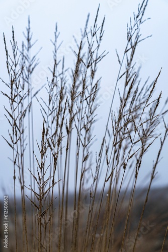 Selective focus shot of long dry grass in the field with blur background