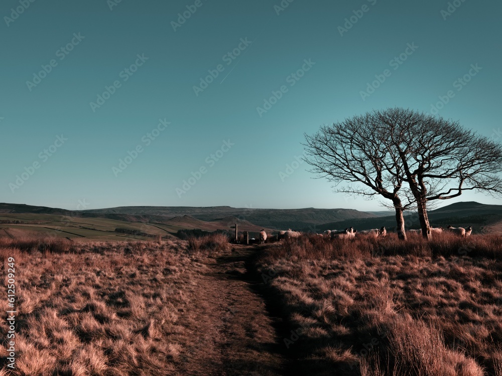 Fototapeta premium Group of sheep in the Edale Walk in the Peak District, England