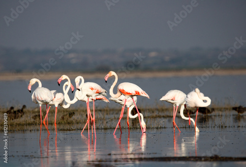 Beautiful flamingo near back water. wall mounting of flamingo bird. background picture of bird. Beautiful wings of flying flamingo. Wall poster of flamingo bird. Migratory bird in Bhigwan, India.