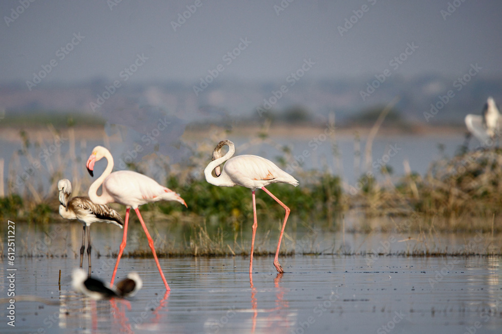 Obraz premium Beautiful flamingo near back water. wall mounting of flamingo bird. background picture of bird. Beautiful wings of flying flamingo. Wall poster of flamingo bird. Migratory bird in Bhigwan, India.