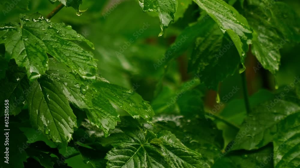 HD of the wet shrubs swaying in the wind HD of the wet shrubs swaying in the wind