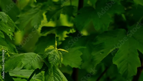 HD of the green leaves swaying in the wind