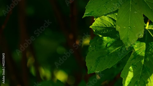 HD of the green leaves swaying in the wind