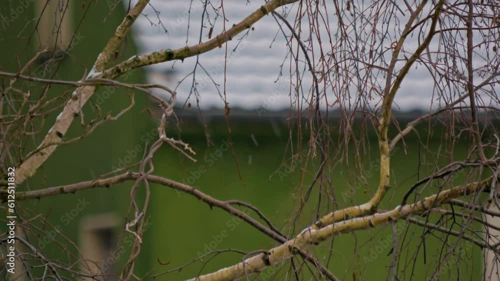 Close-up view of leafless tree branches in a garden