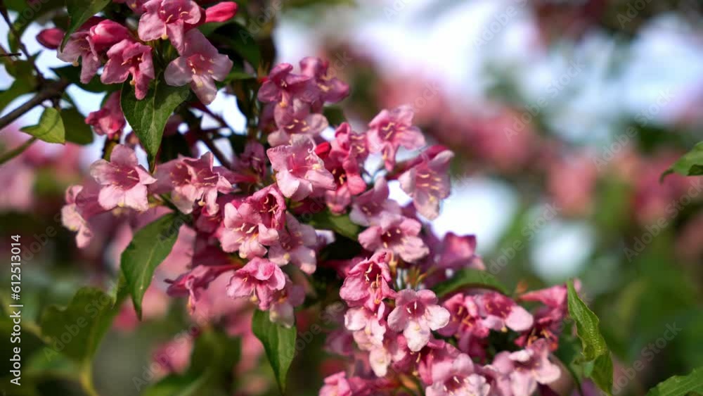Flower park nature Fruit trees in spring. Tender background Flower park nature Fruit trees in spring. Tender background