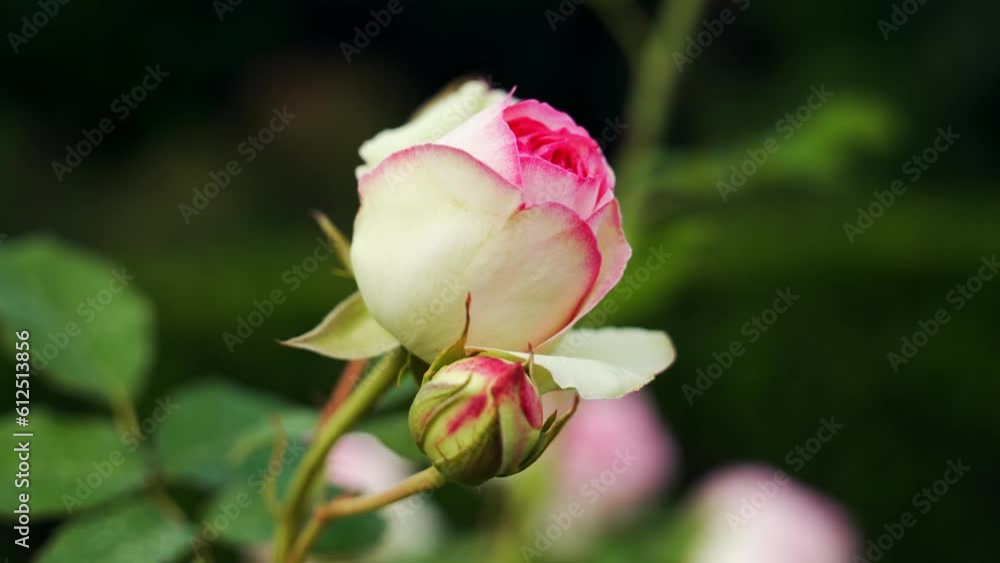 Close-up view of pink rose blossom. Close-up view of pink rose blossom.