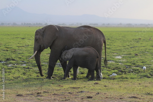 Safari in Kenya