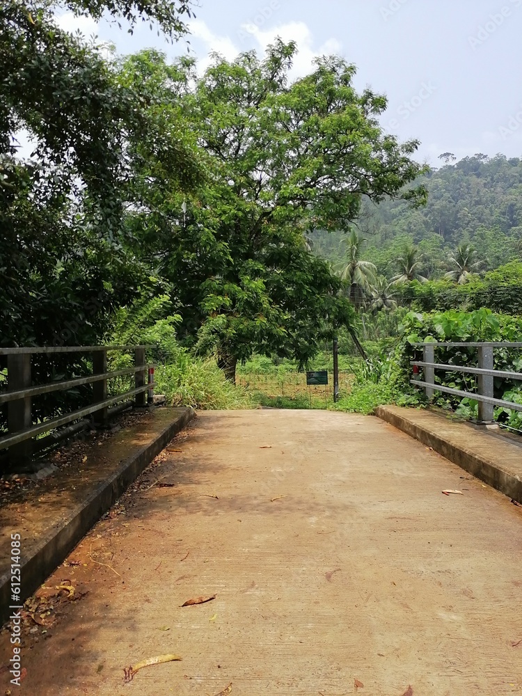 path in the forest