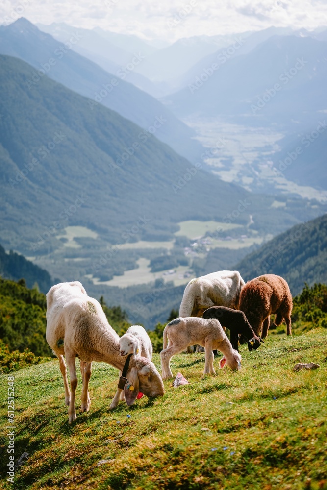 Fototapeta premium Herd of Tiroler Bergschaf breed animals grazing on lawn hills with sunlight, vertical shot