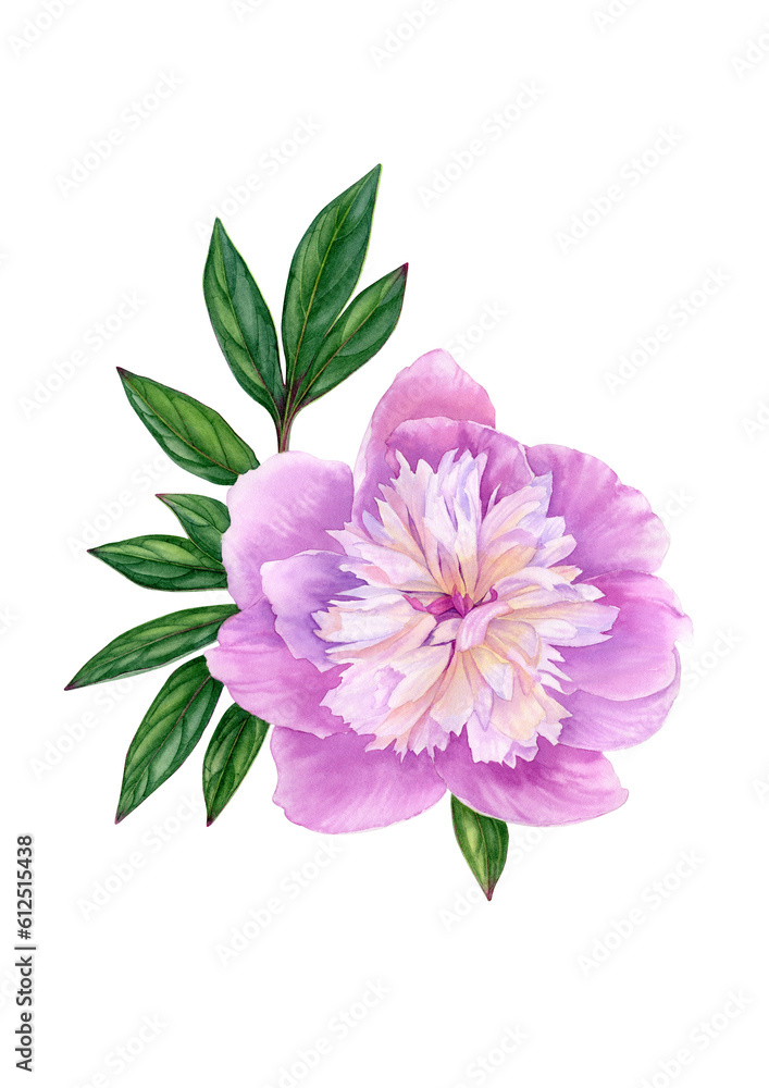 Watercolor pink peony flower with green leaves. Hand drawn botanical illustration with pink peony can be use as print, poster, postcard, invitation, greeting card, packaging design, label.